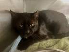 Adopt Wood fka 19 a Domestic Short Hair