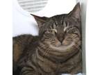 Adopt Owl fka 11 a Domestic Short Hair