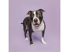 Adopt King a Mixed Breed