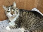 Adopt Jake (24-138) a Domestic Short Hair