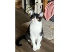 Adopt ARCHIE a Domestic Short Hair