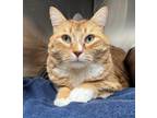 Adopt Maxwell a Tabby