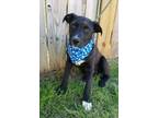 Adopt Wally a Labrador Retriever