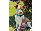 Adopt Dudley a Jack Russell Terrier