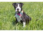 Adopt Herb Kazzaz a American Staffordshire Terrier, Mixed Breed