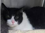 Adopt Archie a Domestic Short Hair