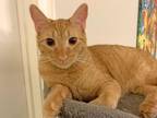 Adopt Mr Werrington a Tabby, Domestic Short Hair