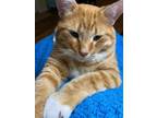 Adopt Butters a Tabby, Domestic Short Hair