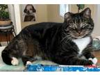 Adopt Milo - diabetic cat a Domestic Short Hair