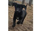 Adopt Duke a Black Labrador Retriever
