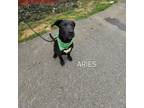 Adopt Aries a Mixed Breed, Pit Bull Terrier