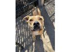Adopt Leo a Pit Bull Terrier, Mixed Breed