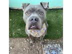 Adopt Gotti a Pit Bull Terrier