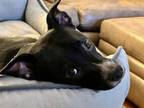 Adopt Jack Black a Dachshund, Terrier