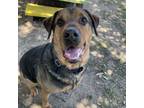 Adopt Rexx a Rottweiler, Mixed Breed