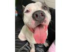 Adopt Chip a Pit Bull Terrier, Mixed Breed