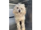 Adopt Cheese Strudel a Poodle, Mixed Breed