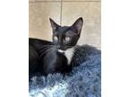 Adopt Jason a Domestic Short Hair