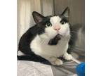 Adopt Big Poppa a Domestic Short Hair