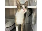 Adopt Abe a Domestic Short Hair