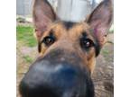 Adopt Bruce a German Shepherd Dog