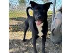 Adopt Anthony a Bernese Mountain Dog