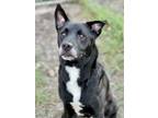 Adopt Peepers a Staffordshire Bull Terrier