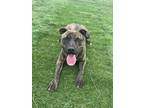 Adopt Toad (Poseidon) a Pit Bull Terrier