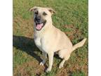 Adopt Nirvana a German Shepherd Dog, Mixed Breed