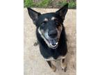 Adopt Clarinet a Shepherd, Mixed Breed