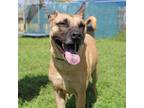 Adopt Bubby a Black Mouth Cur, Mixed Breed