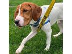 Adopt ROXIE'S "HEARTS" - Amos Hart a Hound