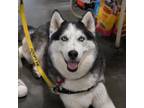 Adopt Aspen a Husky