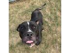 Adopt Titan a Pit Bull Terrier