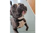 Adopt Hurley a Pit Bull Terrier