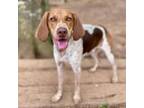 Adopt Carhartt a English Coonhound
