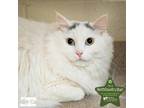 Adopt Beau a Domestic Long Hair