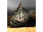 Adopt Cayenne a Domestic Short Hair