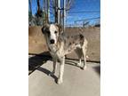 Adopt Huck a Catahoula Leopard Dog