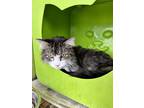 Adopt Oliver a Domestic Short Hair