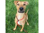 Adopt Sky a Shepherd, Pit Bull Terrier