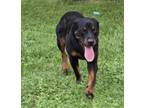 Adopt Patron a Rottweiler, Mixed Breed