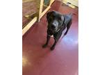 Adopt Pixel a Black Labrador Retriever