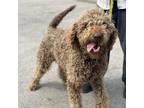 Adopt Wookie a Mixed Breed