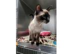 Adopt Alfred a Siamese, Domestic Short Hair