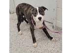 Adopt Reebok a Pit Bull Terrier, Mixed Breed