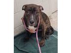 Adopt Converse a Pit Bull Terrier, Mixed Breed