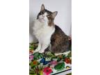 Adopt Fluffy a Domestic Long Hair