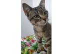 Adopt Oakley a Domestic Short Hair, Tabby