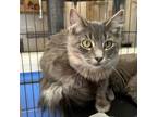 Adopt Snow - Chino Hills Location a Domestic Medium Hair